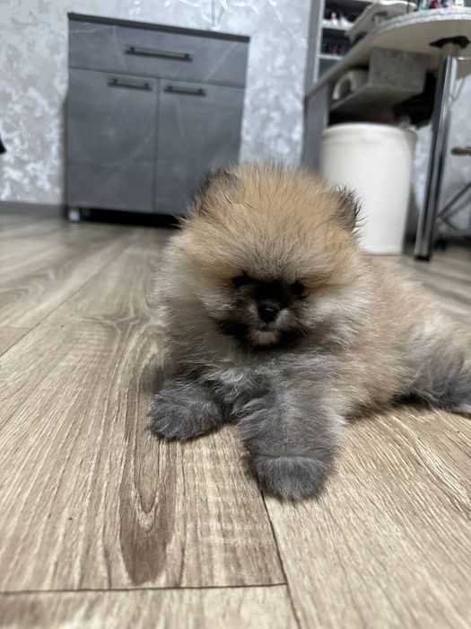 Продается щенята померанские  шпицы