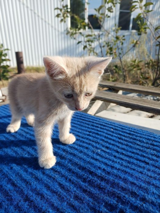 Отдам котят вдобрые руки