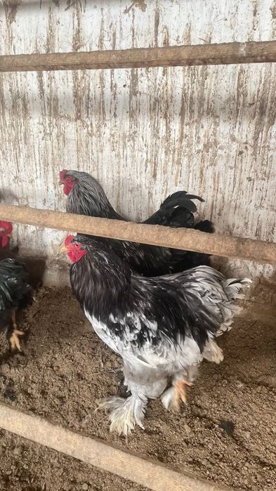 Продаются Питухи