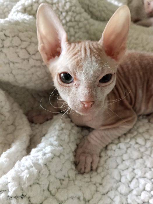 Продаются котята сфинкс