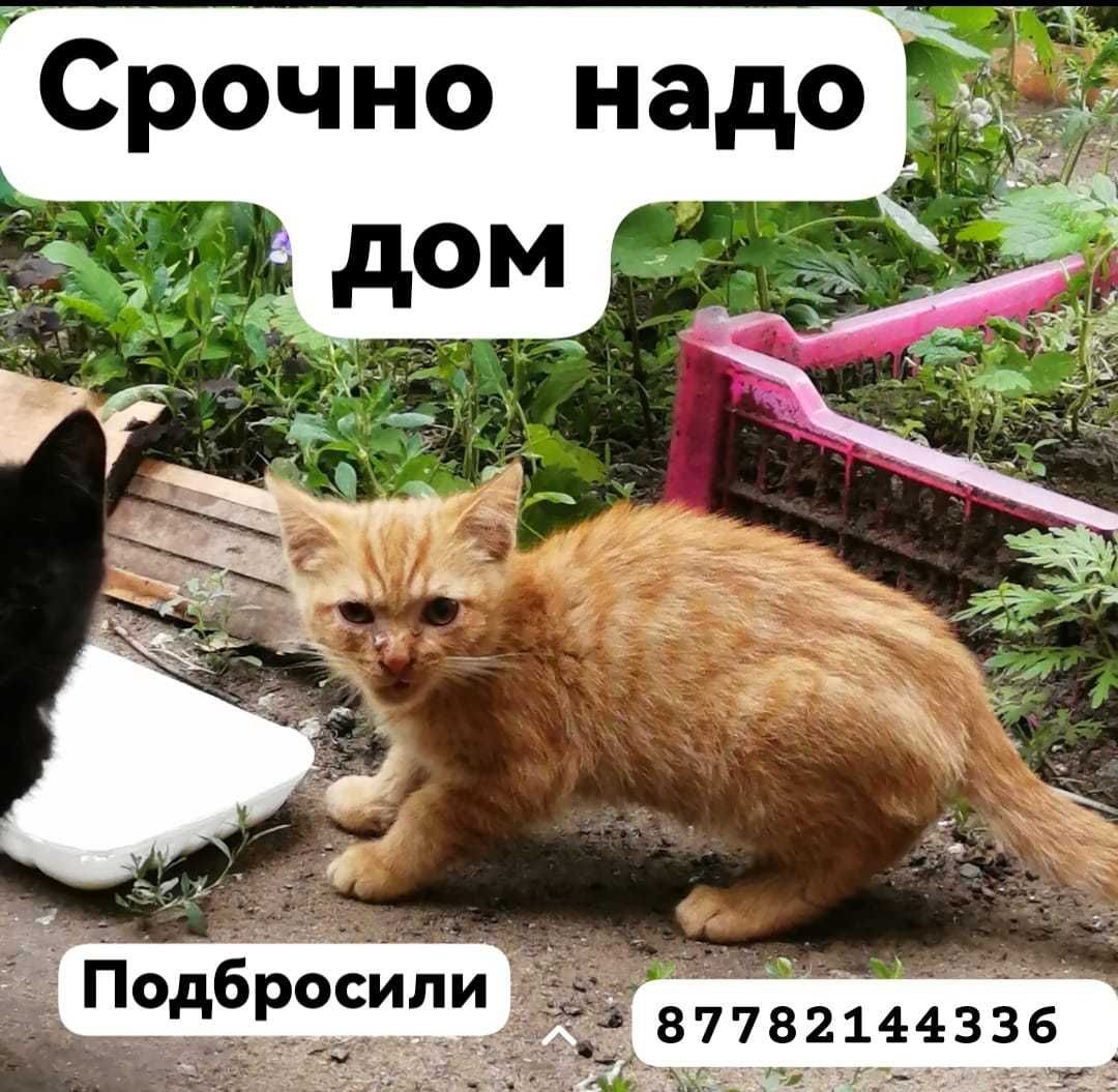 Подбросили рыжего котенка. Срочно нужен дом! - Бюро находок Рудный на Olx