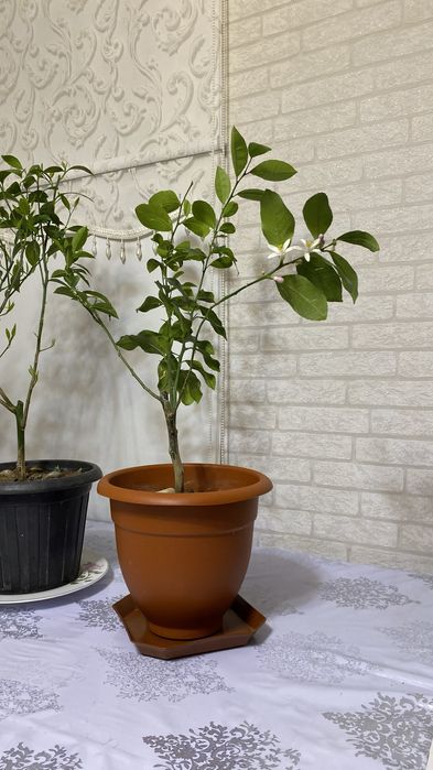 Лимонное дерево с плодами и бутонами