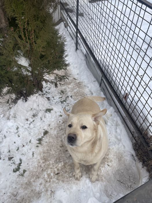 Собака порода Лабрадор