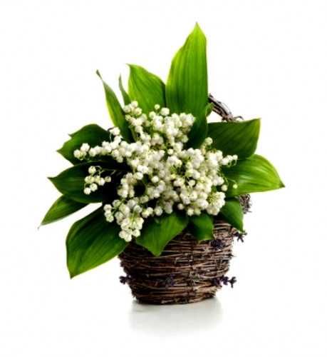 Lacramioare, caldaruse, fragi de padure si yukka de gradina  (rizomi)