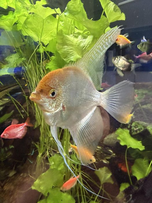 Ъглов Аквариум 350л