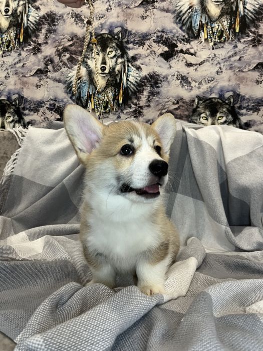 Щенки Вельш Корги Пемброк