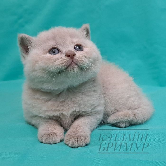 Британские котята!  Питомник!