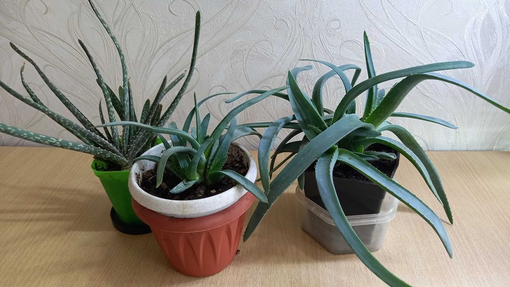 Алоэ продам цветы