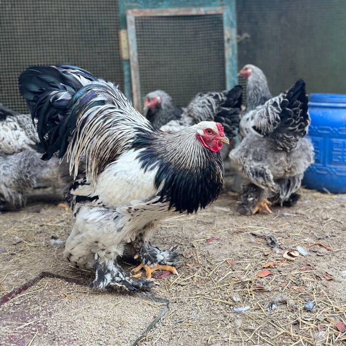 Brama to'mniy pux tuxumlari sotiladi arginal