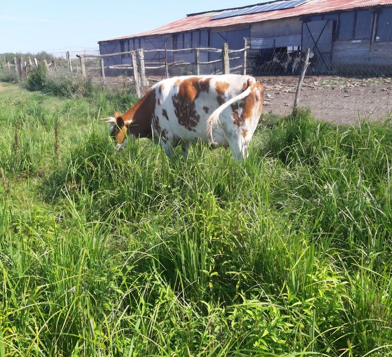 Junica/ Vaca baltata românească cu vitea
