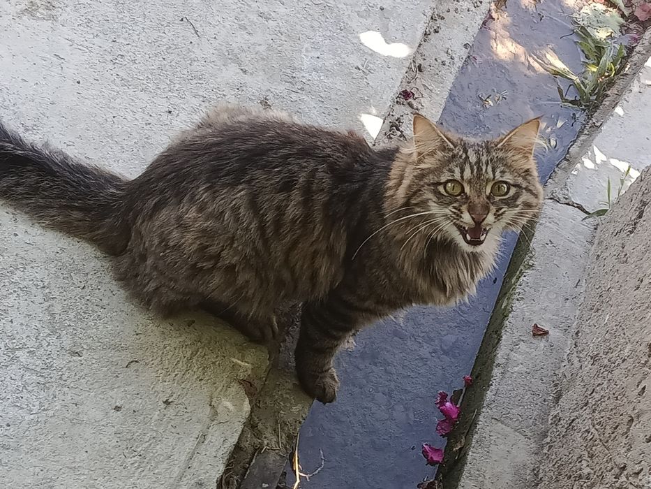 Кошка бесплатно.