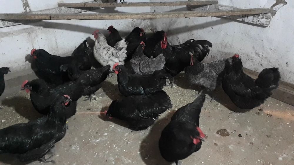 Инкубационные яйцо Австралорп