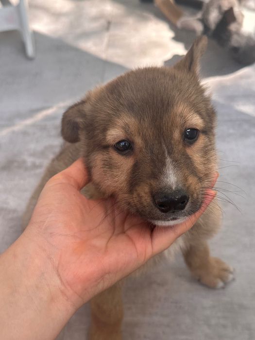 Cățeluși pentru adopție