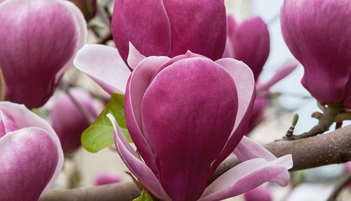 Магнолия Рустика Рубра