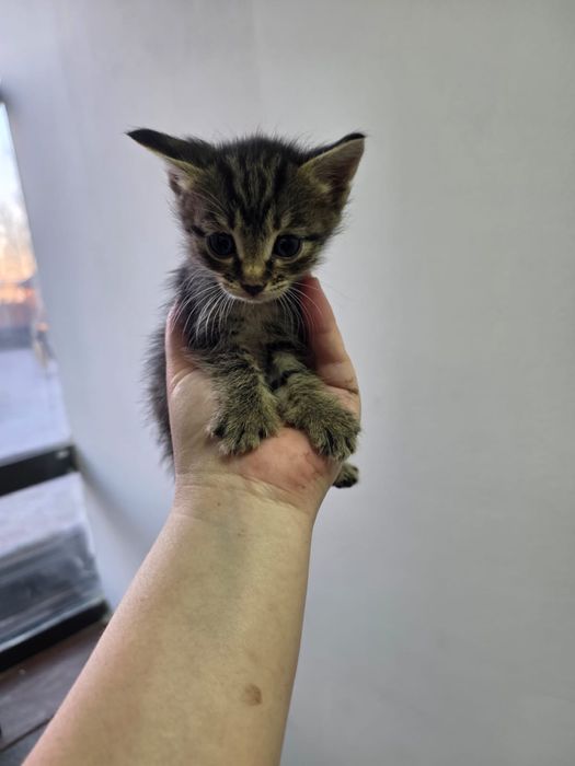 Отдам котят в хорошие руки