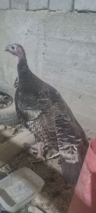 Ona kurka sotiladi