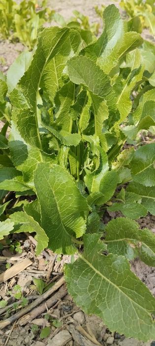 Продам молодые саженцы хрена.