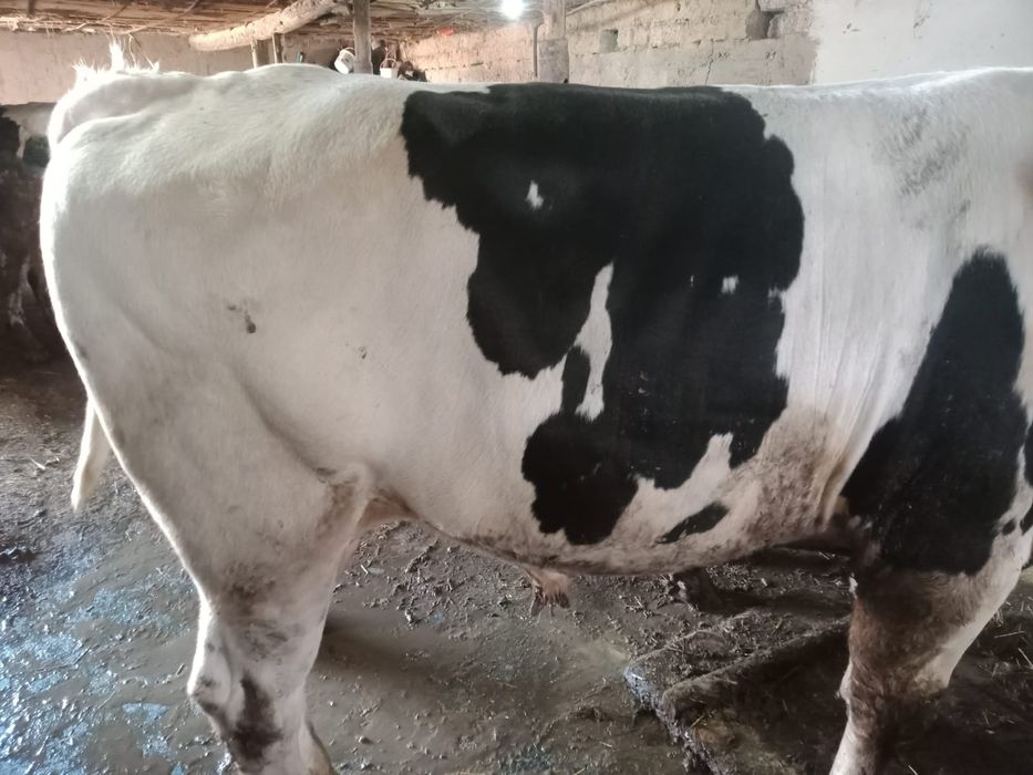 Курбандыкка 2 жасар букалар