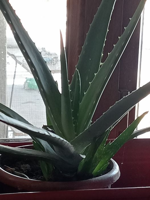 Горшочные цветы: