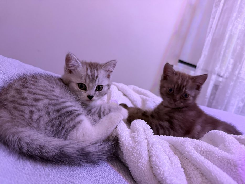 Продается котенок