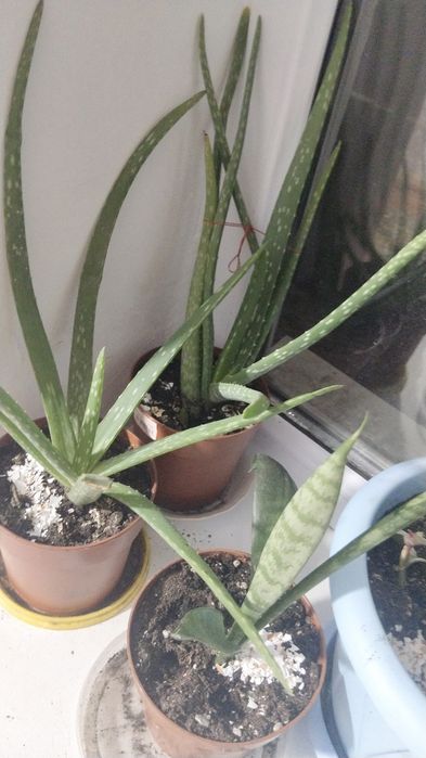 Цветы вырощеные в домашних условиях