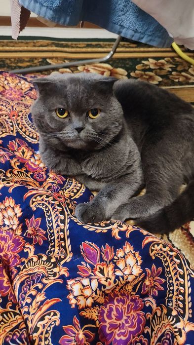 мушук сотилади нархи келишилади