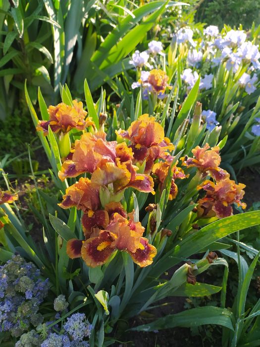 Карликовые ирисы