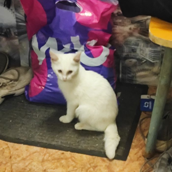 Отдам кота в добрые руки