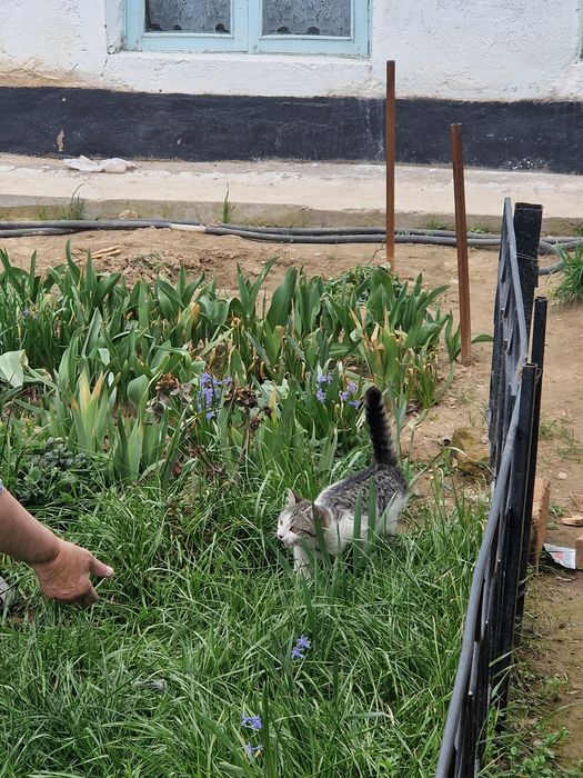 Котёнок красивые