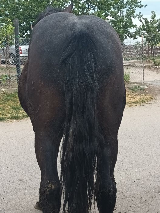 mânz de vânzare.