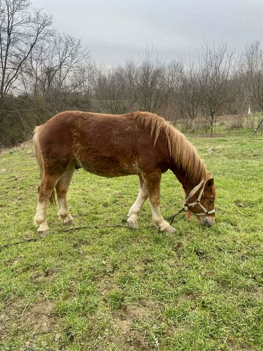Mânz castrat 1 an si 6luni