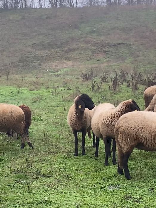 Oi carabasa cu cap negru de Teleorman