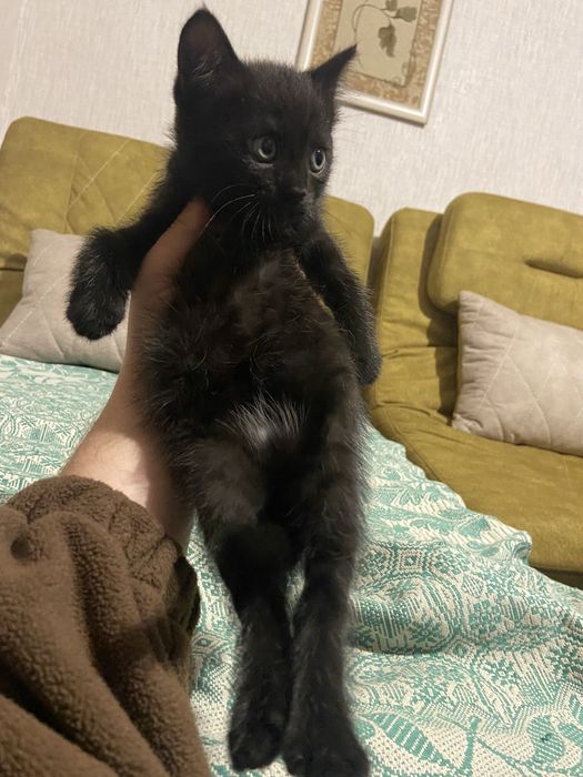 Отдам котёнка в добрые руки