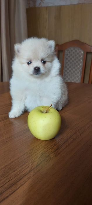 Щпицы щеночки мальчик и девочка