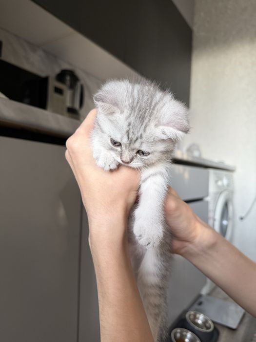 Скоттиш страйт девочка