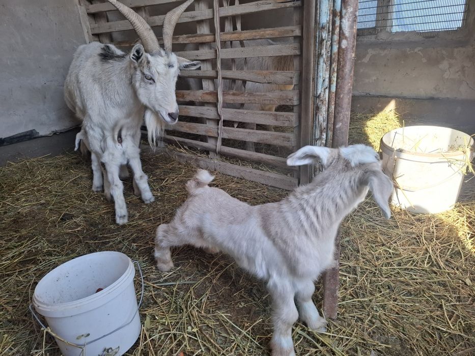 Альпи француз сүтті ешкі, 4-5л сүті бар