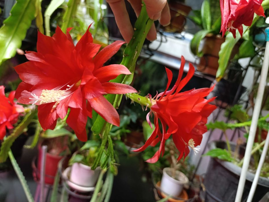 Продам комнатные цветы