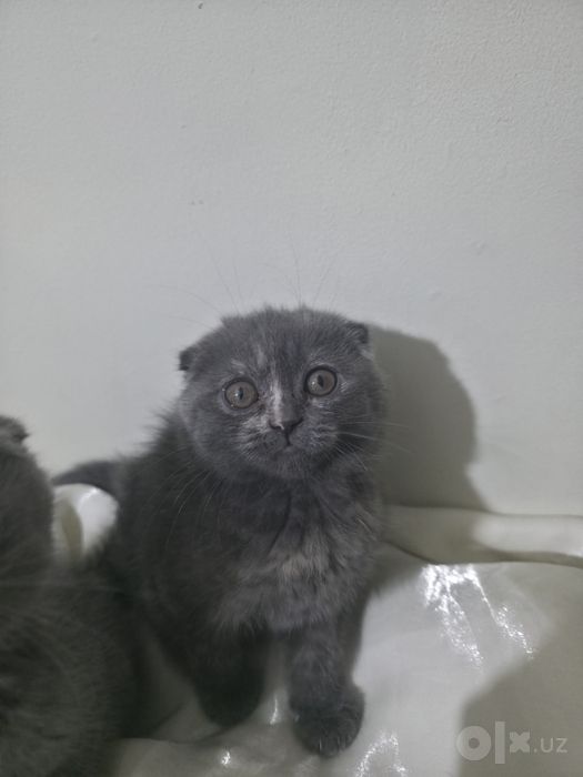 Продается кошки и котёнок