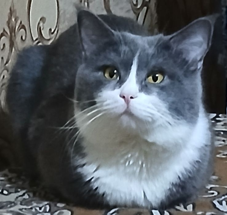 Ищу невесту для своего кота