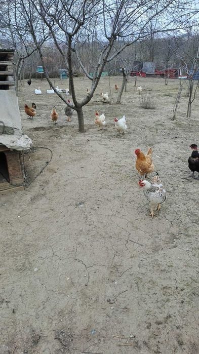 Pasari de curte, gaini, cocosi, rate