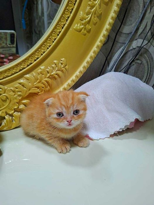 Вислоухая вислоухи(й)(е) котёнок кошк(а)(и) шотландски(е)(й) котёнок