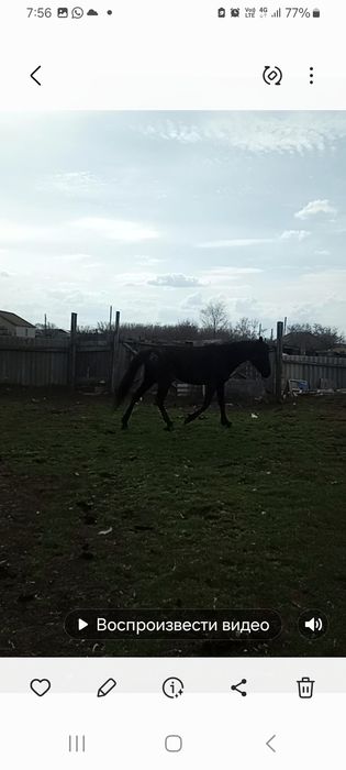 Байтал 2- жас немесе малға айырбас