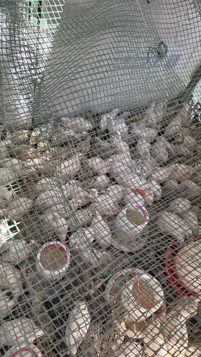 Продам перепелов трехнедельных