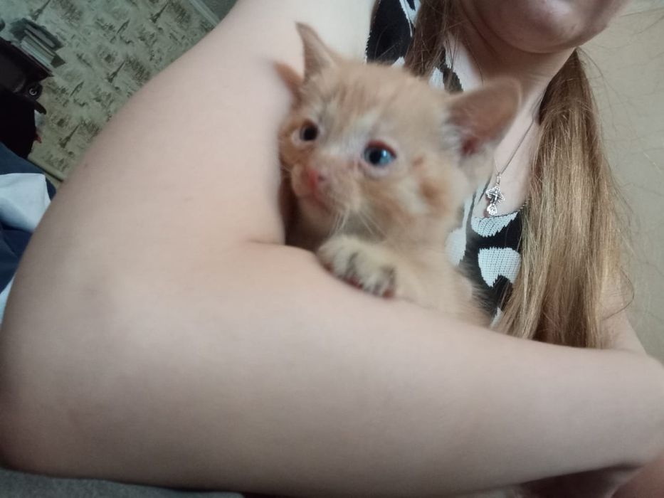 Отдаю котят. Оба мальчики
