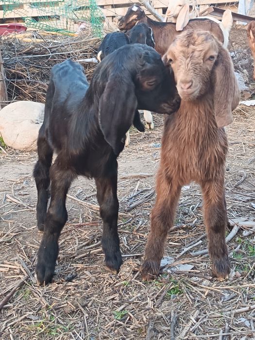 Лақтар сатылады Ұрғашы еркек