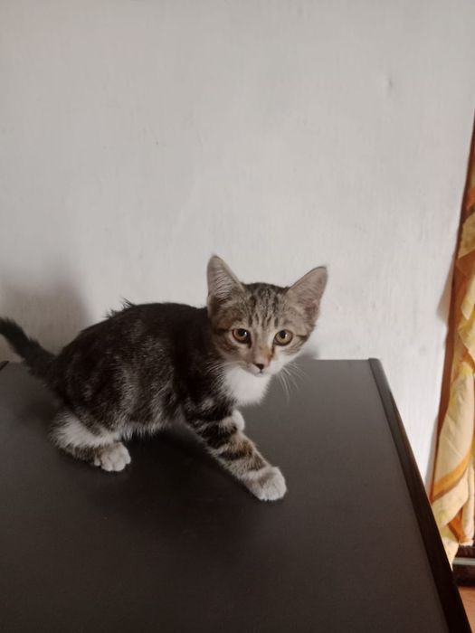 Отдам котят в хорошие руки