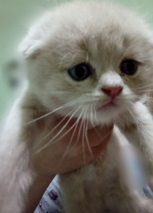 Pishakcala sotiladi zotdor