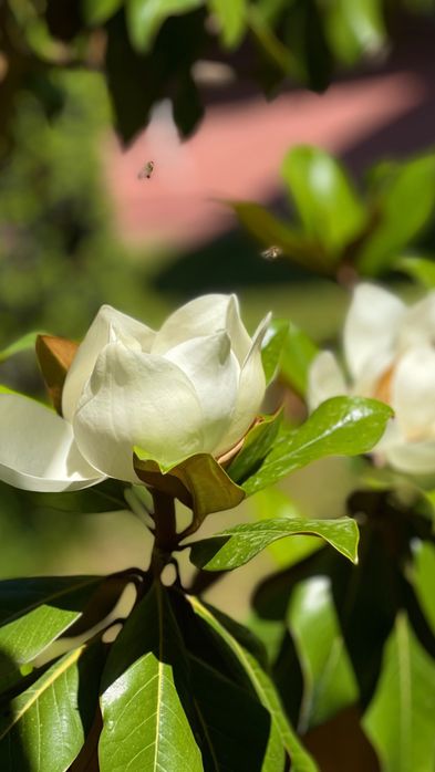 Magnolia grandfloria