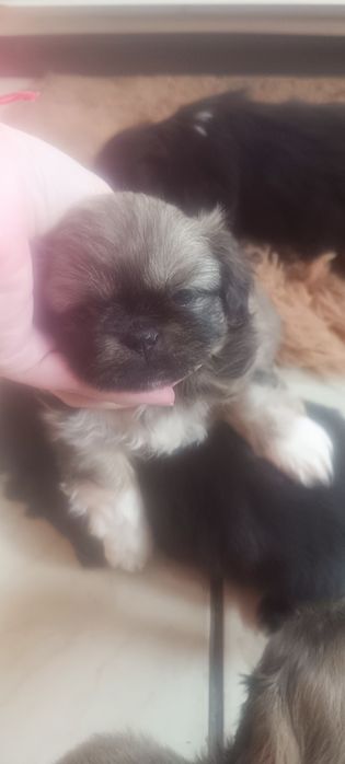 Пекинезчета родени на 12 февруари