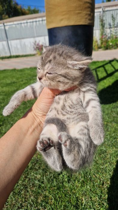 Котята милые красивые